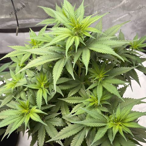 Sundae Driver growlog timeline photo