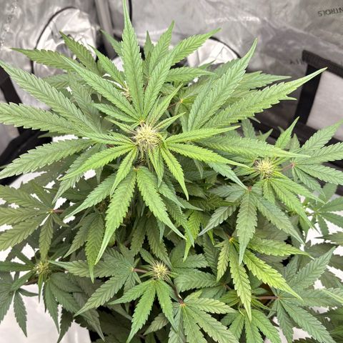 Sundae Driver growlog timeline photo