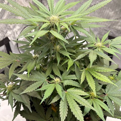 Sundae Driver growlog timeline photo