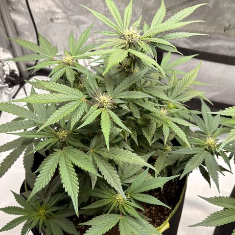 Sundae Driver growlog timeline photo