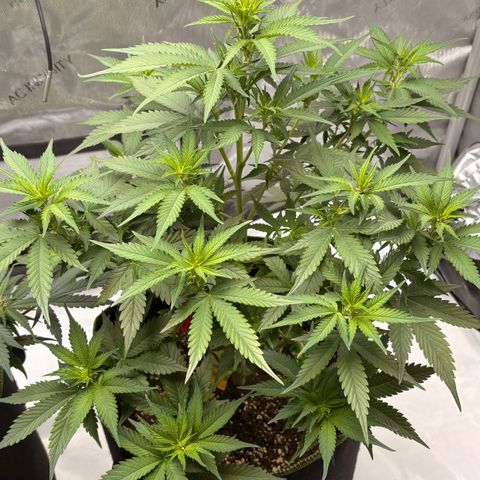 Sundae Driver growlog timeline photo