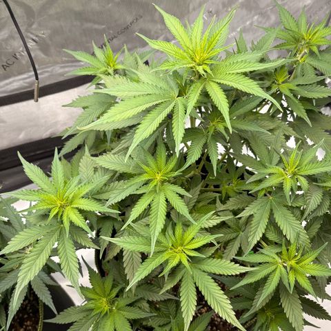 Sundae Driver growlog timeline photo