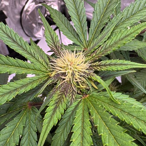 Sundae Driver growlog timeline photo