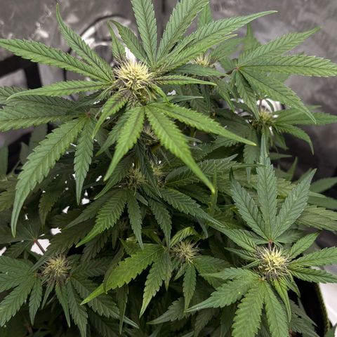 Sundae Driver growlog timeline photo
