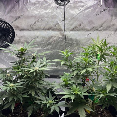 Sundae Driver growlog timeline photo
