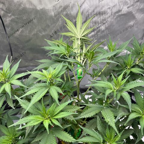 Sundae Driver growlog timeline photo