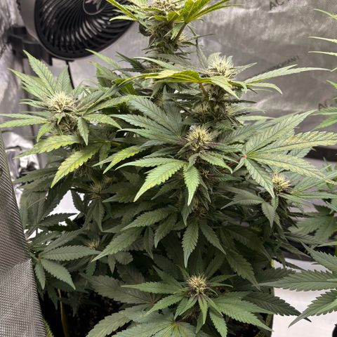 Sundae Driver growlog timeline photo
