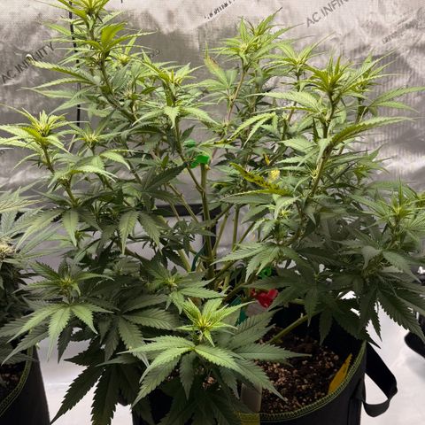 Sundae Driver growlog timeline photo