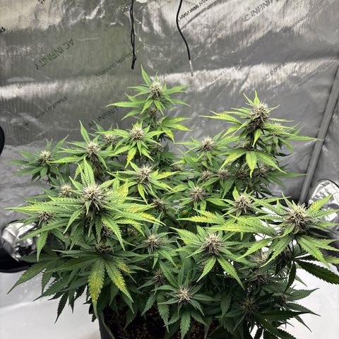 Sundae Driver growlog timeline photo