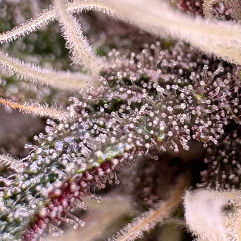 Sundae Driver growlog timeline photo