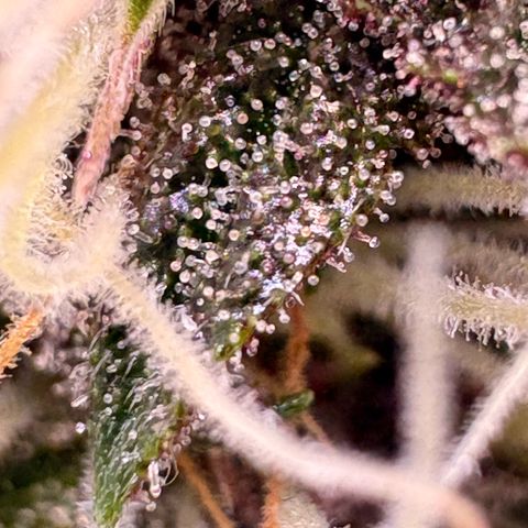 Sundae Driver growlog timeline photo