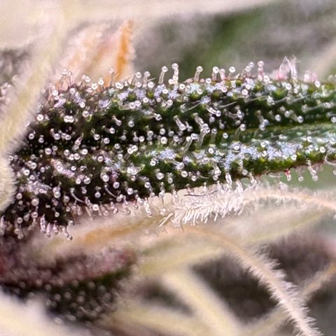 Sundae Driver growlog timeline photo