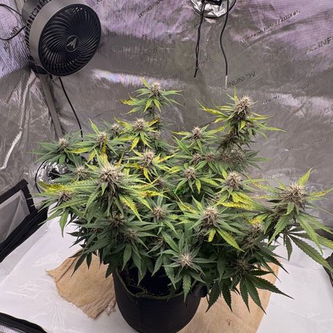 Sundae Driver growlog timeline photo