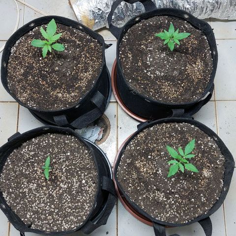 Gorilla Glue Auto growlog timeline photo