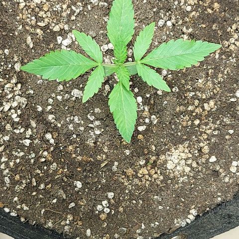 Gorilla Glue Auto growlog timeline photo