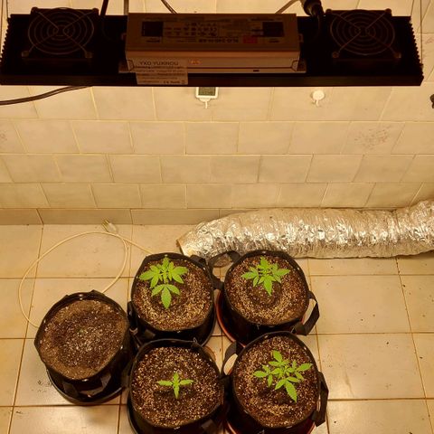 Gorilla Glue Auto growlog timeline photo