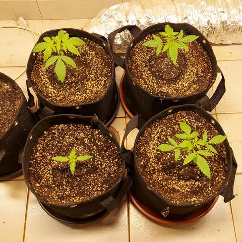 Gorilla Glue Auto growlog timeline photo