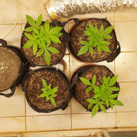Gorilla Glue Auto growlog timeline photo