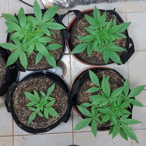 Gorilla Glue Auto growlog timeline photo