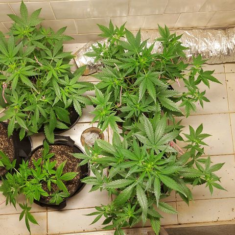 Gorilla Glue Auto growlog timeline photo