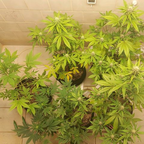Gorilla Glue Auto growlog timeline photo