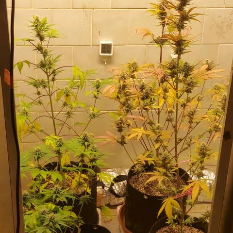 Gorilla Glue Auto growlog timeline photo