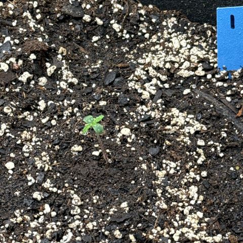Northern Lights Auto (RQS) #1 #1 growlog timeline photo