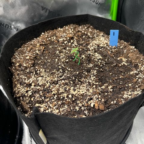 Northern Lights Auto (RQS) #1 #1 growlog timeline photo