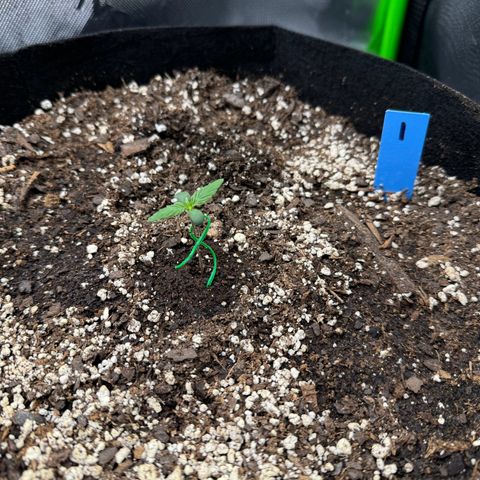 Northern Lights Auto (RQS) #1 #1 growlog timeline photo