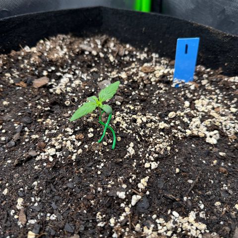 Northern Lights Auto (RQS) #1 #1 growlog timeline photo