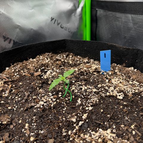 Northern Lights Auto (RQS) #1 #1 growlog timeline photo