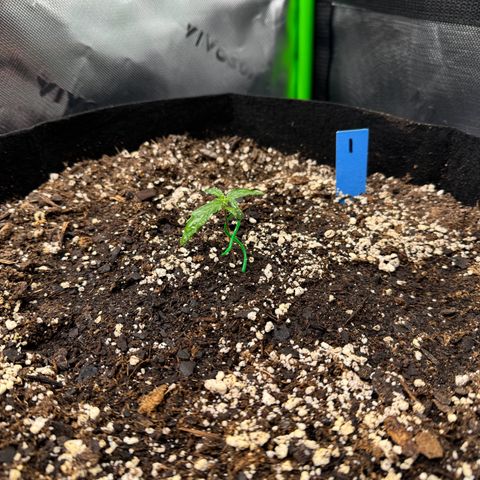 Northern Lights Auto (RQS) #1 #1 growlog timeline photo