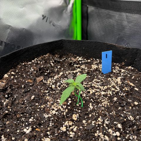 Northern Lights Auto (RQS) #1 #1 growlog timeline photo