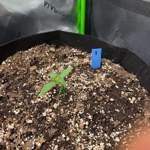 Northern Lights Auto (RQS) #1 #1 growlog timeline photo