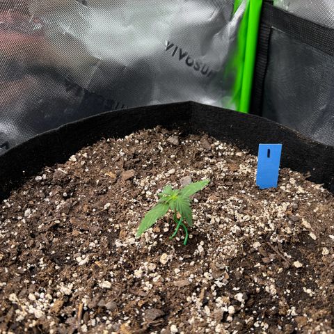 Northern Lights Auto (RQS) #1 #1 growlog timeline photo