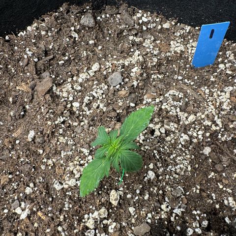 Northern Lights Auto (RQS) #1 #1 growlog timeline photo