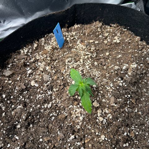 Northern Lights Auto (RQS) #1 #1 growlog timeline photo