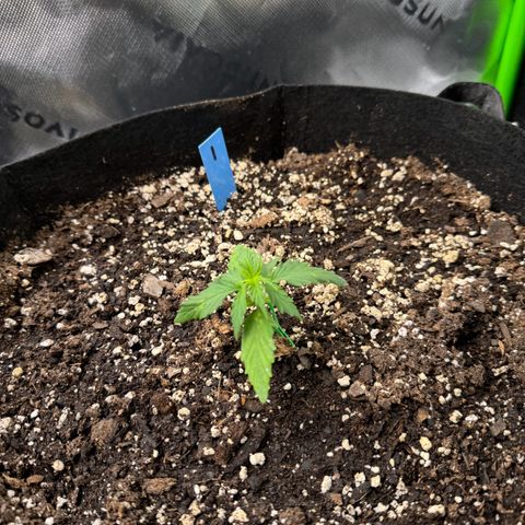 Northern Lights Auto (RQS) #1 #1 growlog timeline photo
