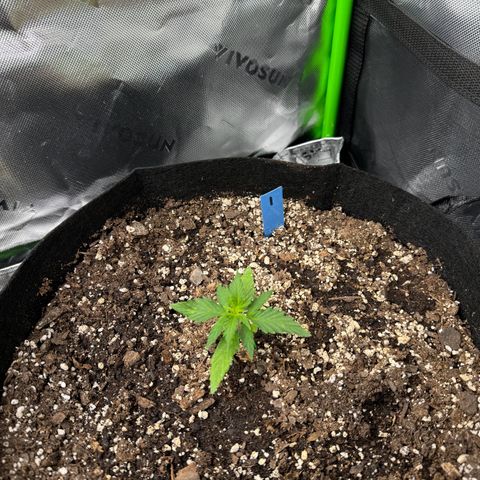 Northern Lights Auto (RQS) #1 #1 growlog timeline photo