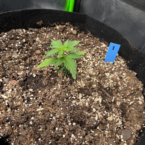 Northern Lights Auto (RQS) #1 #1 growlog timeline photo