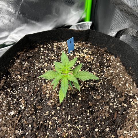 Northern Lights Auto (RQS) #1 #1 growlog timeline photo