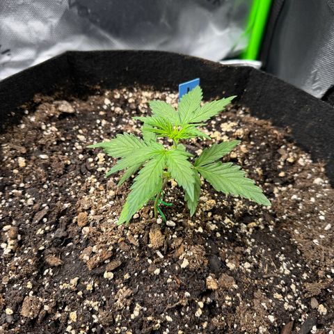 Northern Lights Auto (RQS) #1 #1 growlog timeline photo