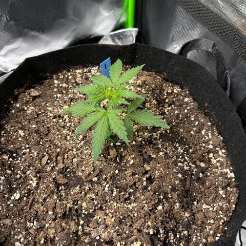 Northern Lights Auto (RQS) #1 #1 growlog timeline photo