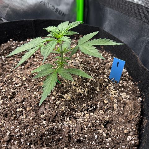 Northern Lights Auto (RQS) #1 #1 growlog timeline photo