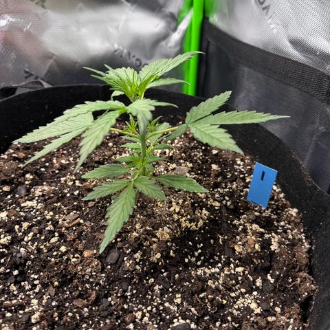 Northern Lights Auto (RQS) #1 #1 growlog timeline photo