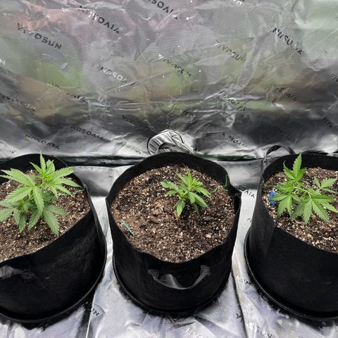 Northern Lights Auto (RQS) #1 #1 growlog photo: LST