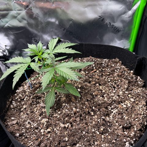 Northern Lights Auto (RQS) #1 #1 growlog timeline photo