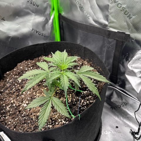 Northern Lights Auto (RQS) #1 #1 growlog timeline photo