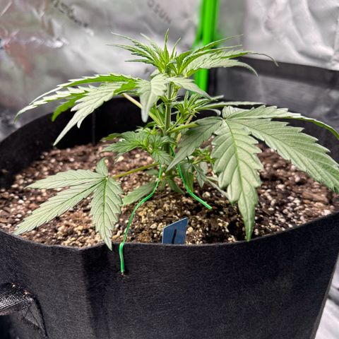 Northern Lights Auto (RQS) #1 #1 growlog timeline photo