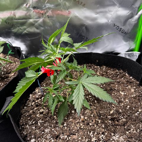 Northern Lights Auto (RQS) #1 #1 growlog timeline photo